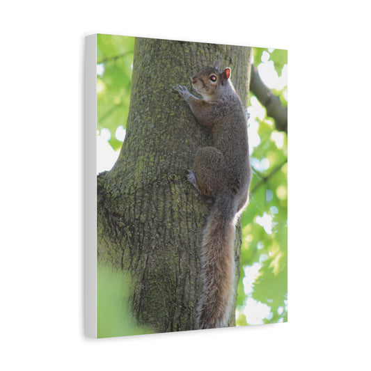 Squirrel Art Print, Nature Decor, Animal Photography, Wall Art, Home Decor, Gift for Animal Lovers, Woodland Theme