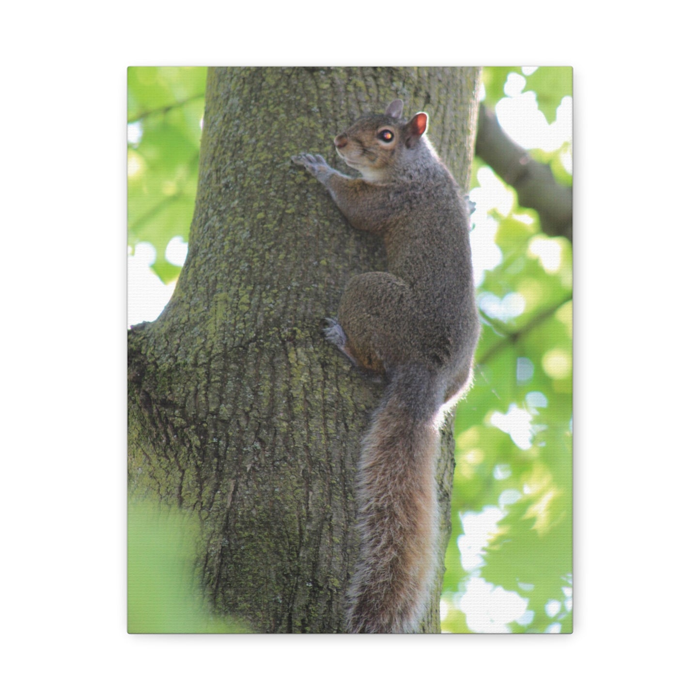 Squirrel Art Print, Nature Decor, Animal Photography, Wall Art, Home Decor, Gift for Animal Lovers, Woodland Theme