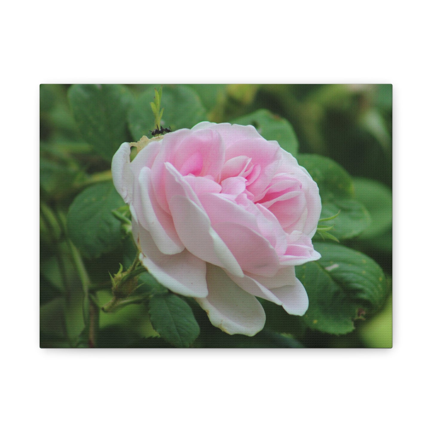 Floral Canvas Art Print, Beautiful Pink Rose, Wall Decor, Gift for Flower Lovers, Home Decoration, Living Room Art