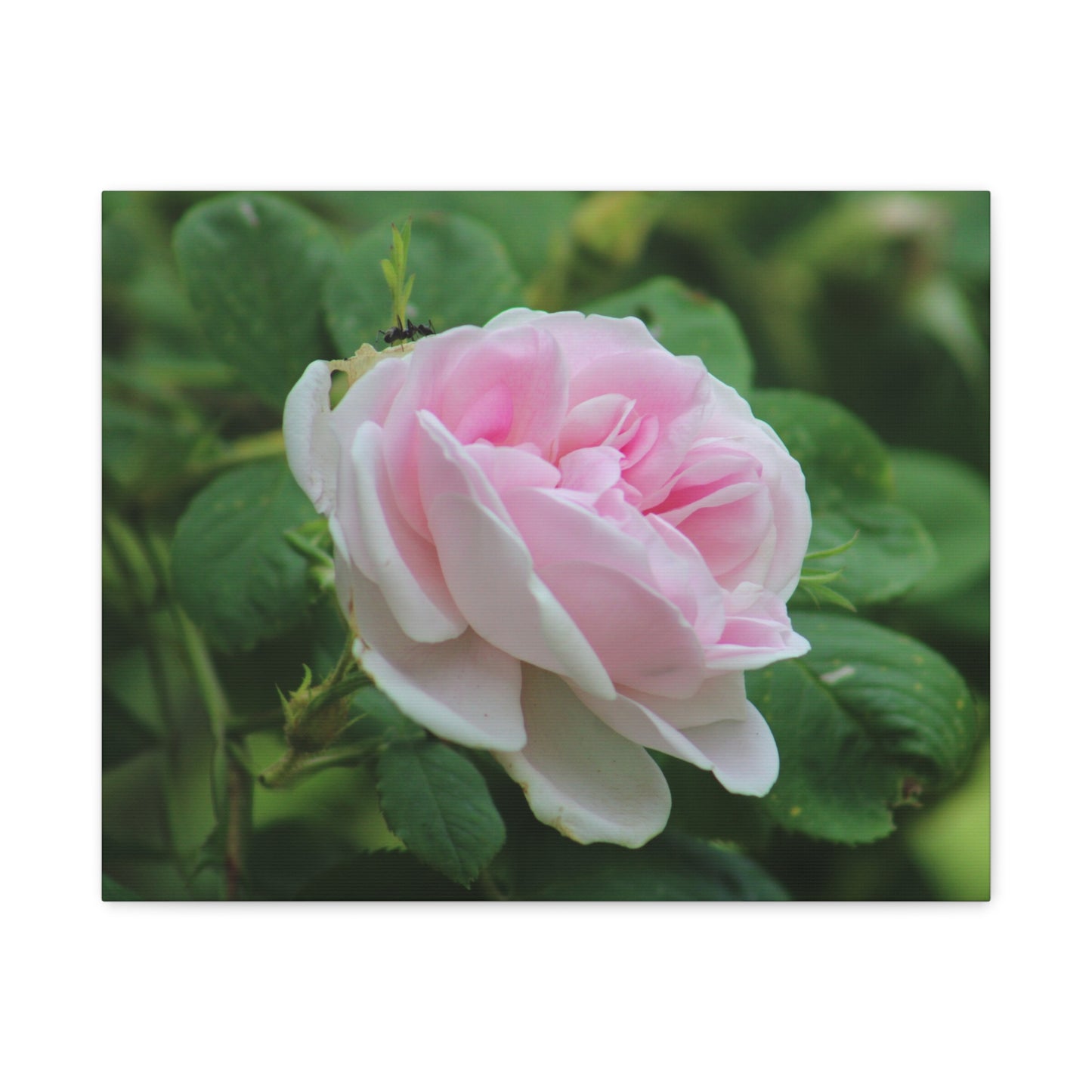 Floral Canvas Art Print, Beautiful Pink Rose, Wall Decor, Gift for Flower Lovers, Home Decoration, Living Room Art