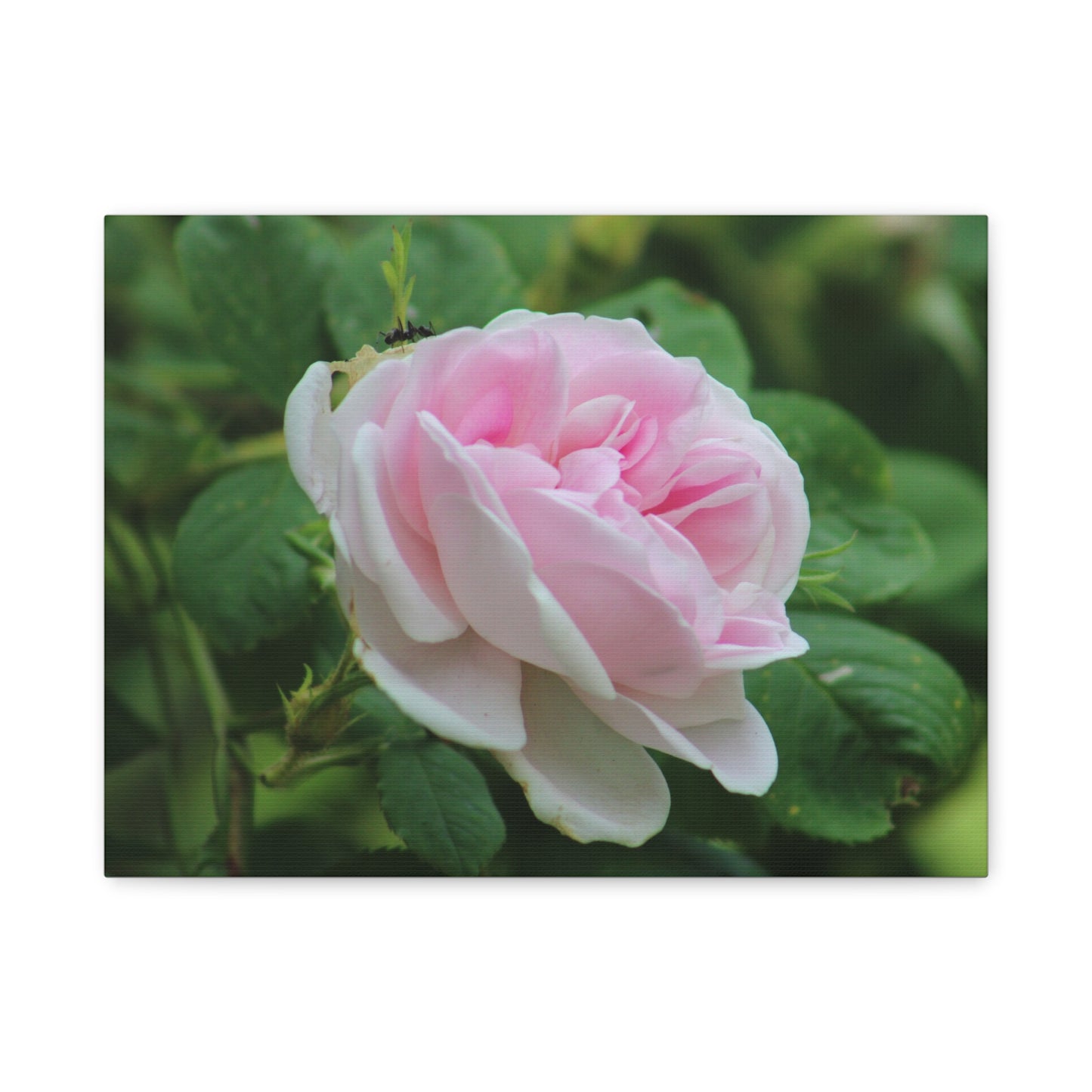 Floral Canvas Art Print, Beautiful Pink Rose, Wall Decor, Gift for Flower Lovers, Home Decoration, Living Room Art