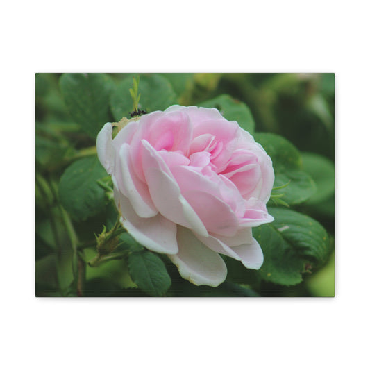 Floral Canvas Art Print, Beautiful Pink Rose, Wall Decor, Gift for Flower Lovers, Home Decoration, Living Room Art