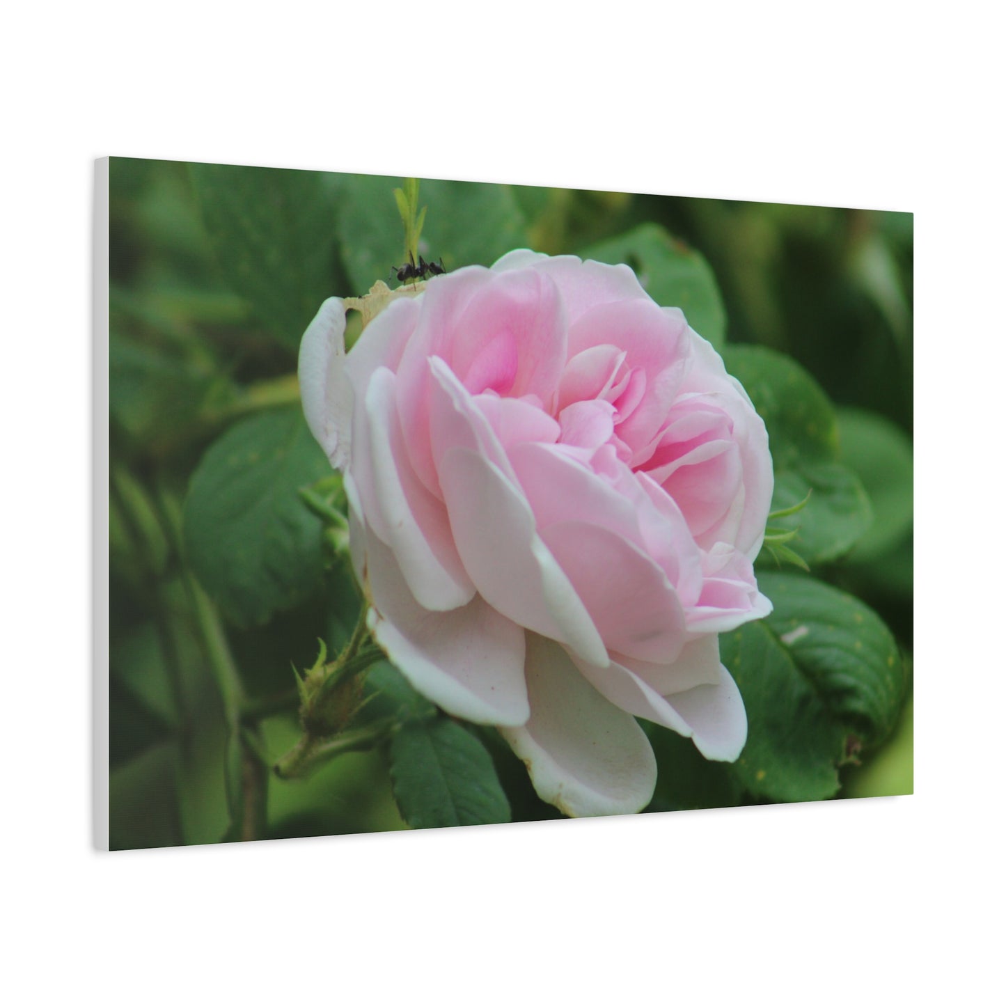 Floral Canvas Art Print, Beautiful Pink Rose, Wall Decor, Gift for Flower Lovers, Home Decoration, Living Room Art