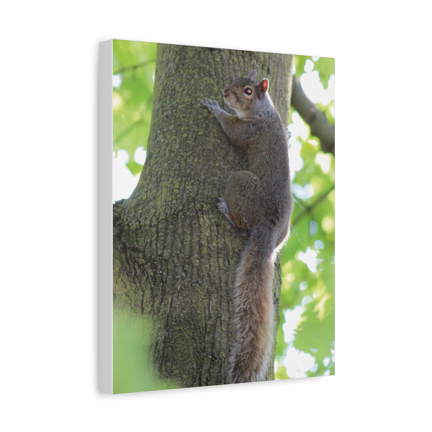 Squirrel Art Print, Nature Decor, Animal Photography, Wall Art, Home Decor, Gift for Animal Lovers, Woodland Theme