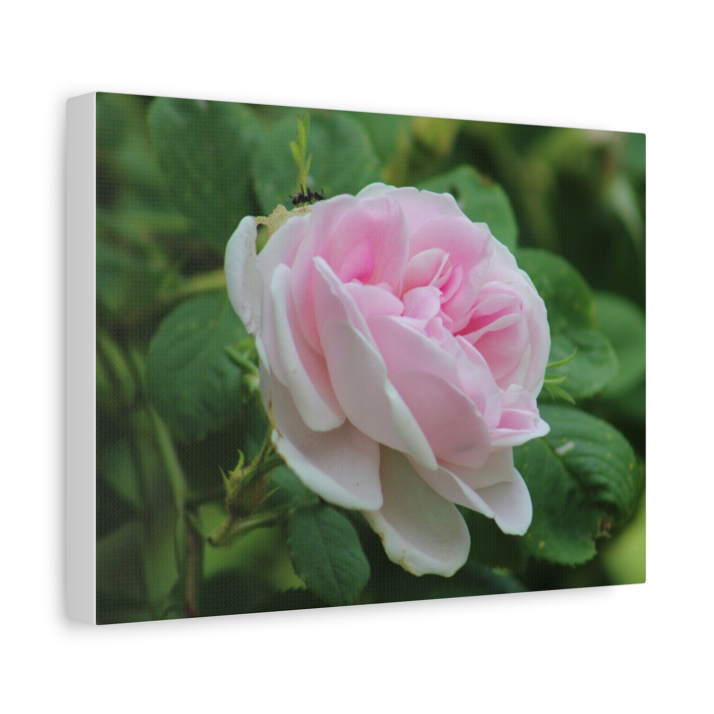 Floral Canvas Art Print, Beautiful Pink Rose, Wall Decor, Gift for Flower Lovers, Home Decoration, Living Room Art