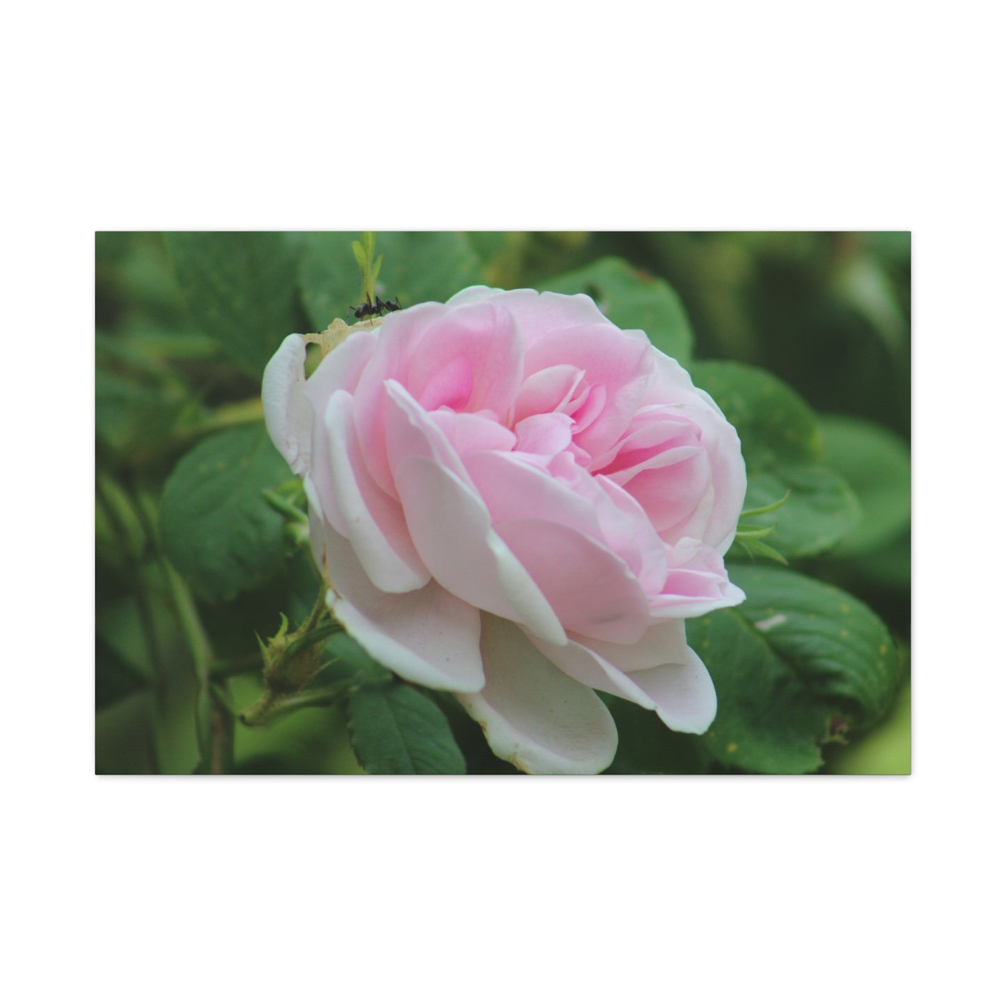 Floral Canvas Art Print, Beautiful Pink Rose, Wall Decor, Gift for Flower Lovers, Home Decoration, Living Room Art