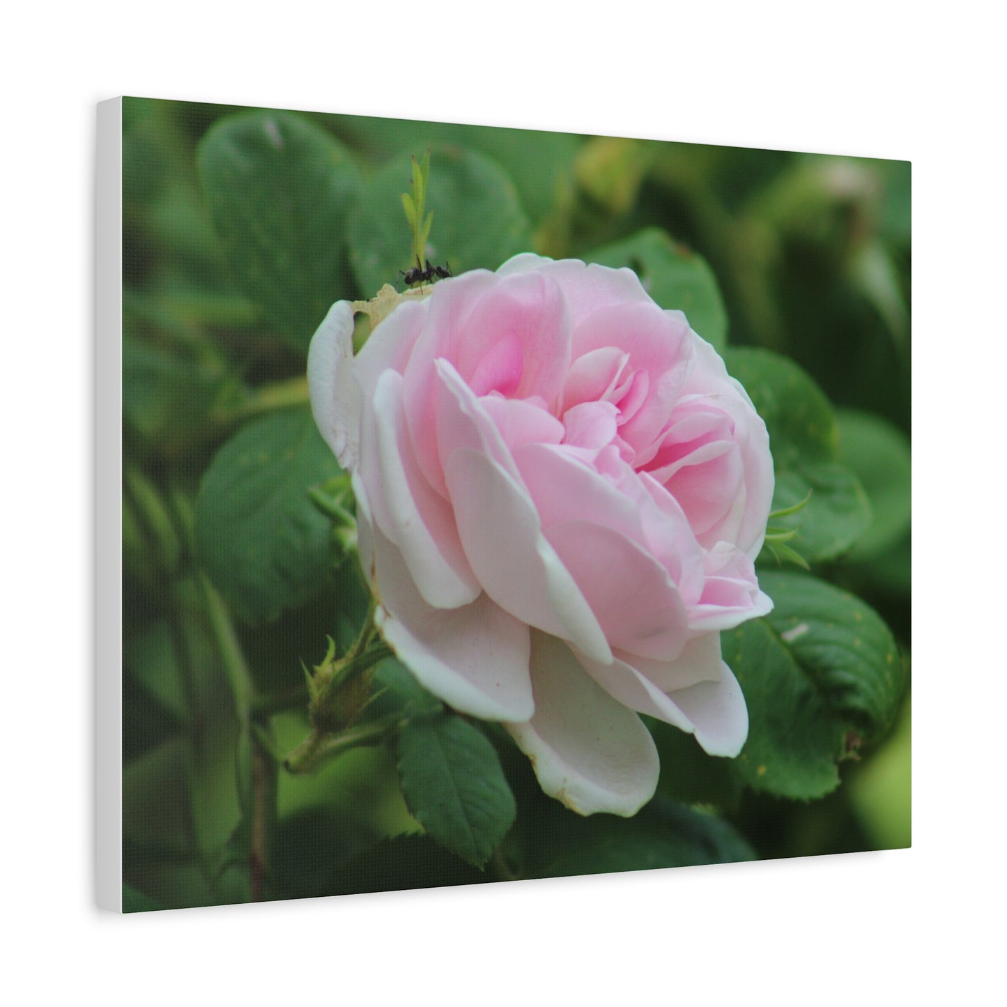 Floral Canvas Art Print, Beautiful Pink Rose, Wall Decor, Gift for Flower Lovers, Home Decoration, Living Room Art