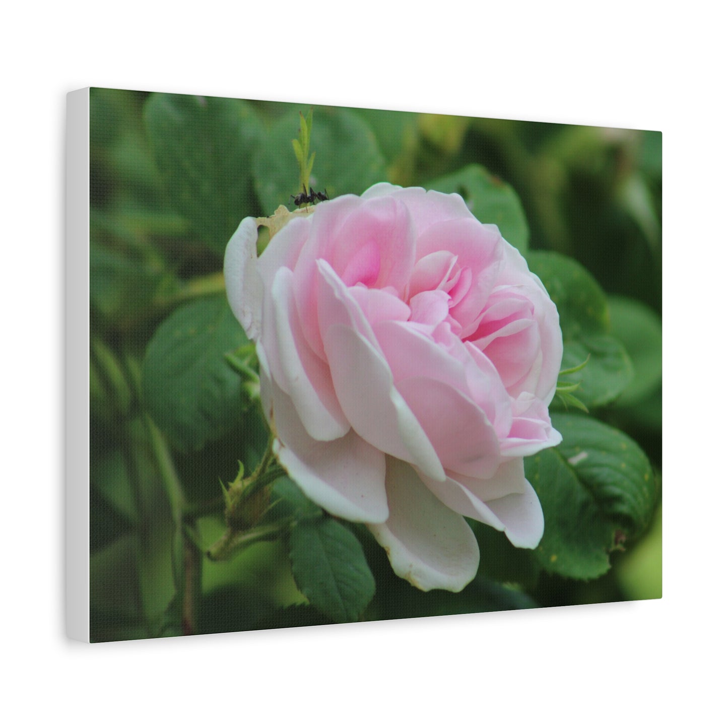 Floral Canvas Art Print, Beautiful Pink Rose, Wall Decor, Gift for Flower Lovers, Home Decoration, Living Room Art