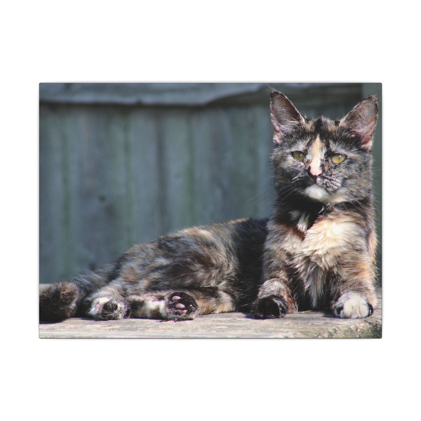 Cat Wall Art Print, Matte Canvas Decoration, Pet Lover Gift, Home Decor, Feline Artwork, Cat Lover Wall Decor